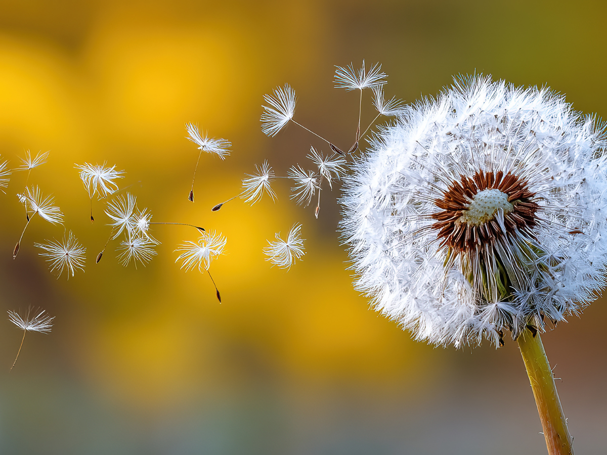 Springtime Allergies